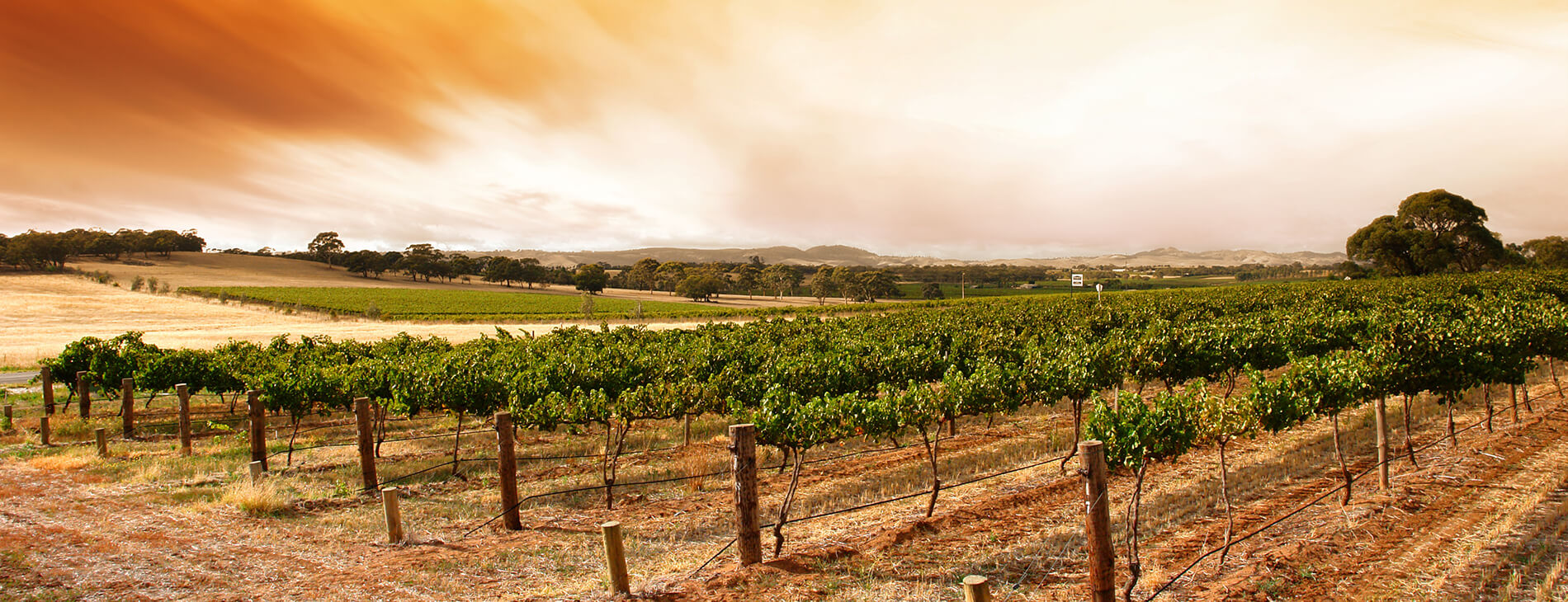 Explore Our Vineyards and Sample Wine